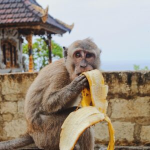 A monkey eating a banana peel from a trash can.