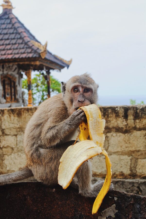 A monkey eating a banana peel from a trash can.