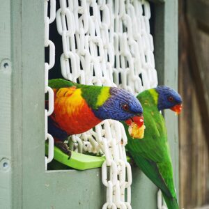 Two birds eating in an Australian conservation.