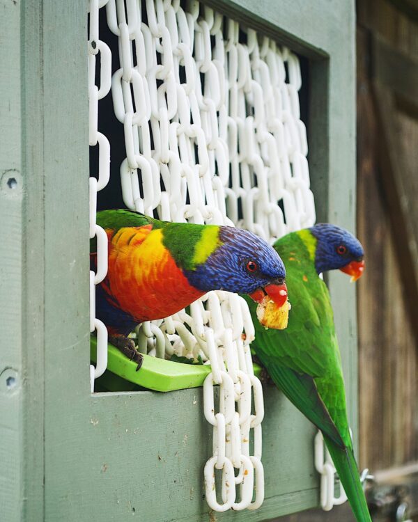 Two birds eating in an Australian conservation.