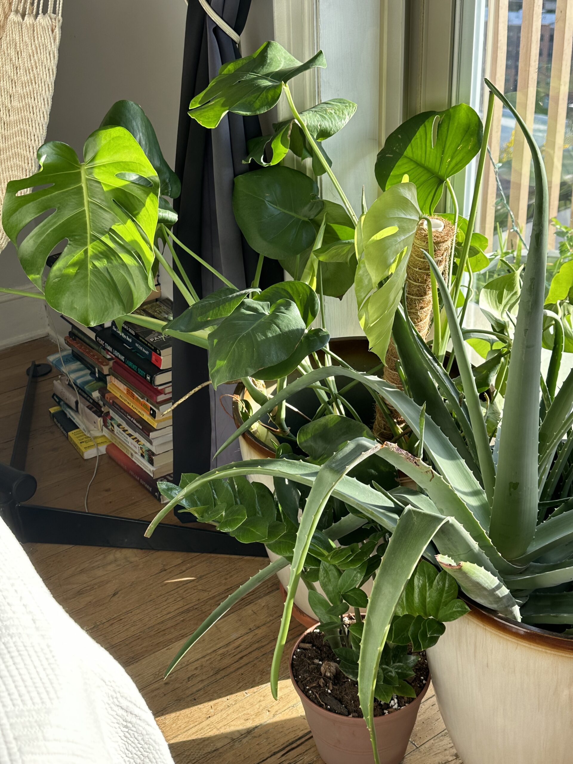 How to Care for your Indoor Plant Babies