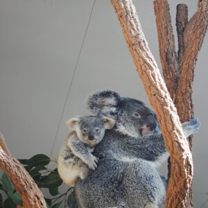 A baby koala onto his mother's back.