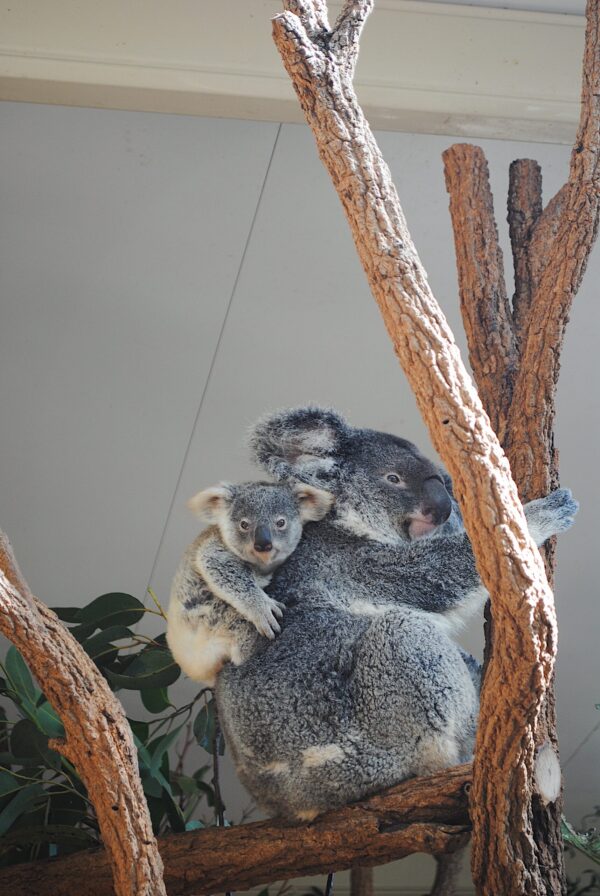 A baby koala onto his mother's back.