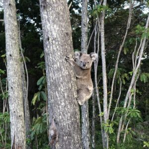 Wild koala in a tree.