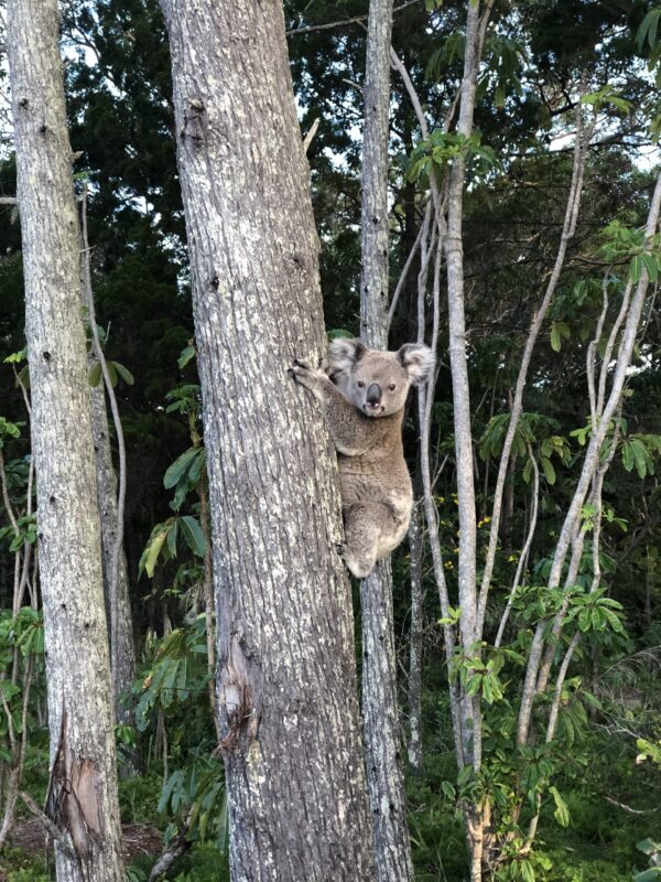 Wild koala in a tree.