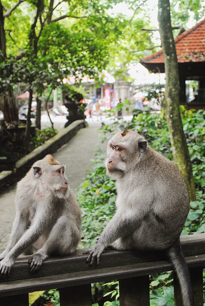 monkey looking back at another monkey