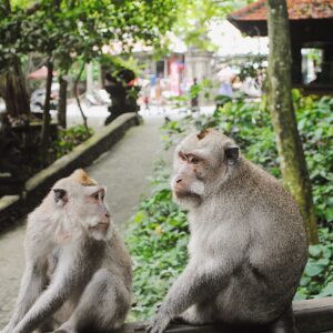 monkey looking back at another monkey