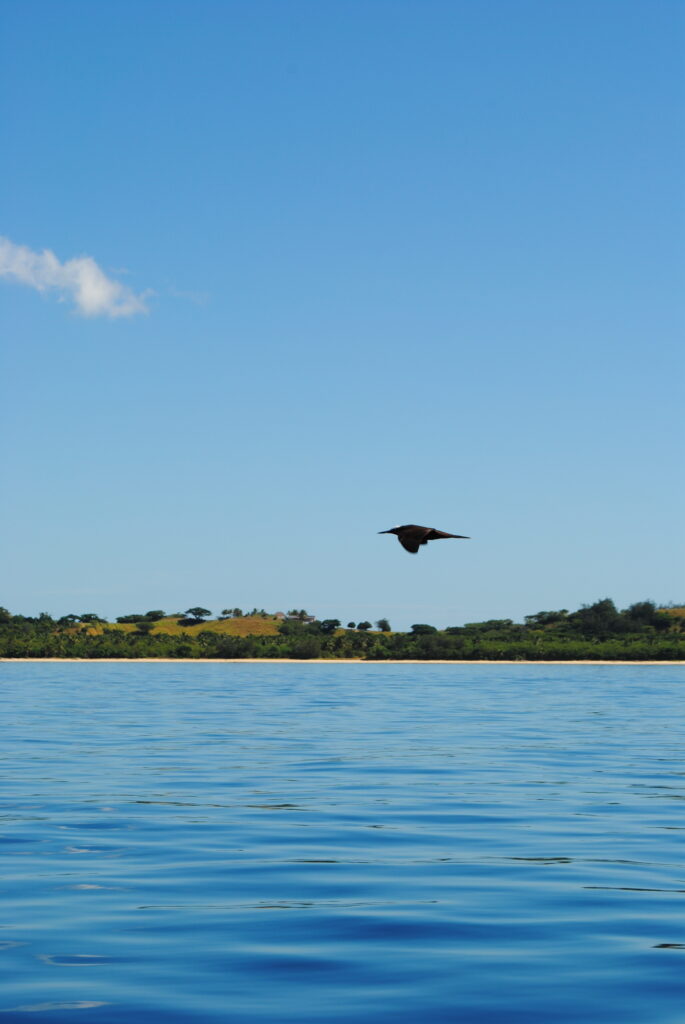 Bird soaring on fiji water