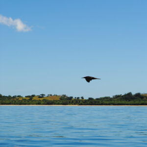 Bird soaring on fiji water