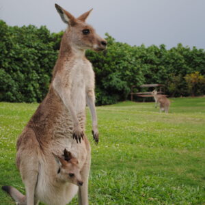 Mommy kangaroo with a baby joey in her pouch.