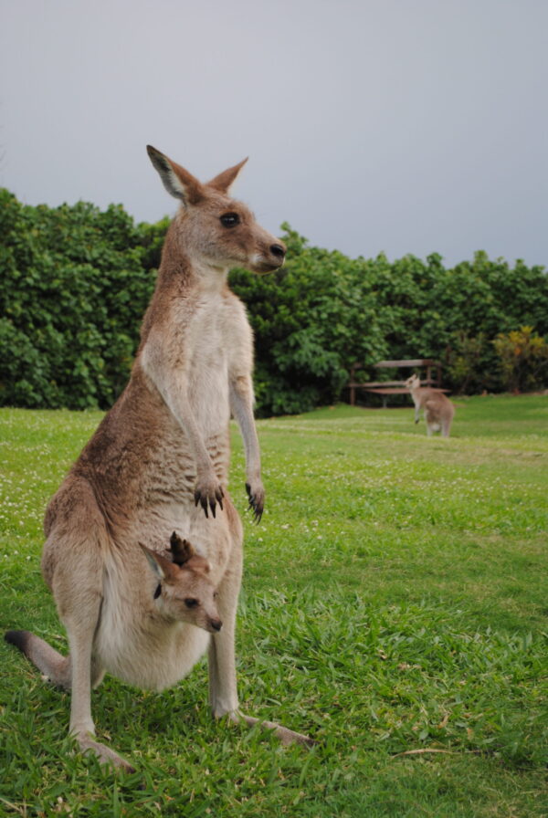 Mommy kangaroo with a baby joey in her pouch.